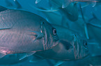 big eyed trevally