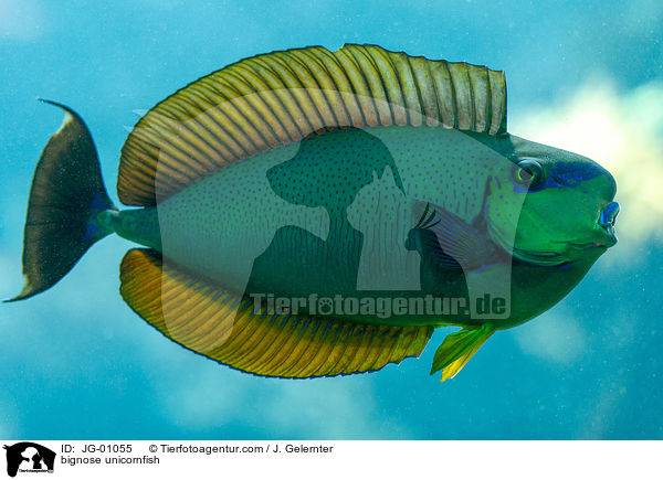 Masken-Nasendoktorfisch / bignose unicornfish / JG-01055