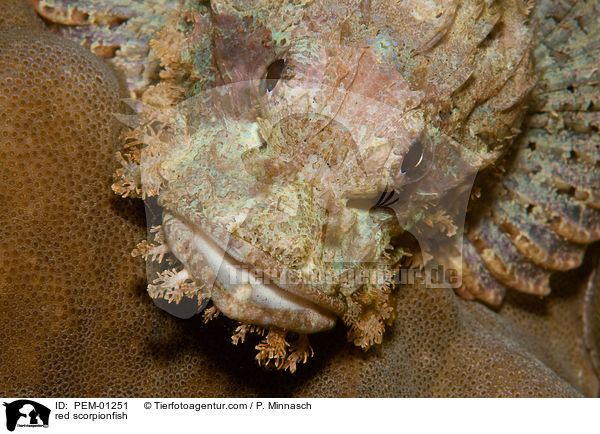 red scorpionfish / PEM-01251