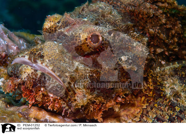 Groer Roter Drachenkopf / red scorpionfish / PEM-01252