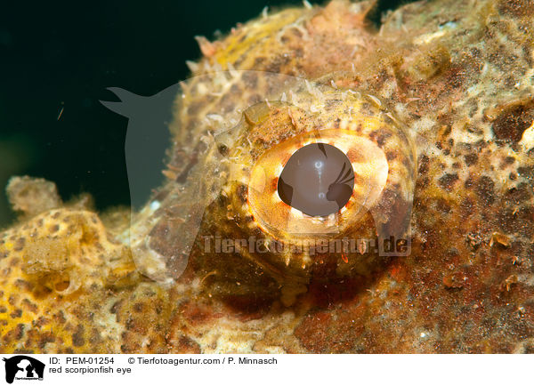 red scorpionfish eye / PEM-01254