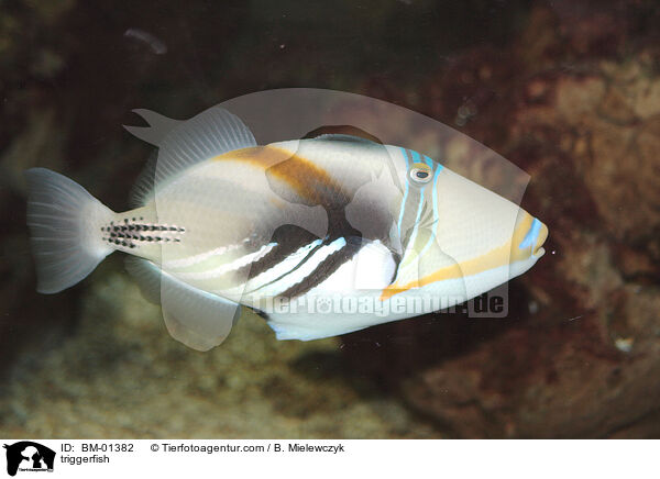 triggerfish / BM-01382