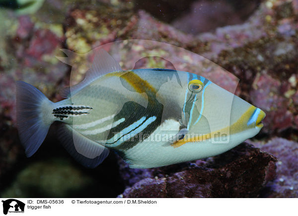 Picasso-Drckerfisch / trigger fish / DMS-05636