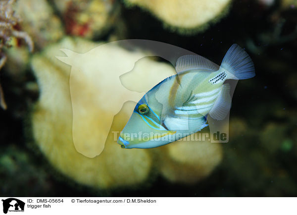 trigger fish / DMS-05654