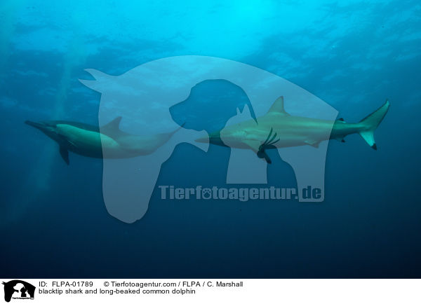 Kleiner Schwarzspitzenhai und Langschnuziger Gemeiner Delfin / blacktip shark and long-beaked common dolphin / FLPA-01789