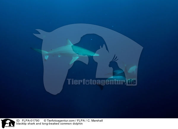 Kleiner Schwarzspitzenhai und Langschnuziger Gemeiner Delfin / blacktip shark and long-beaked common dolphin / FLPA-01790