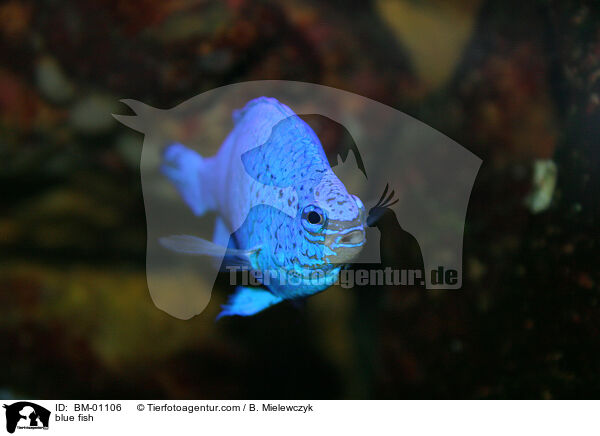 blue fish / BM-01106