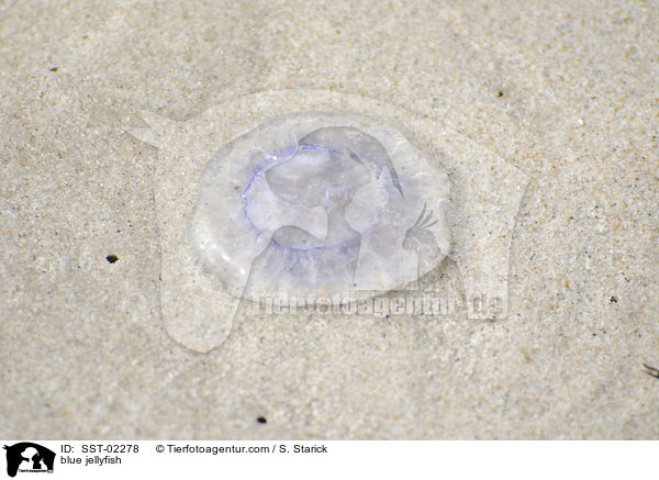 blue jellyfish / SST-02278