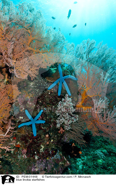 blue linckia starfishes / PEM-01448