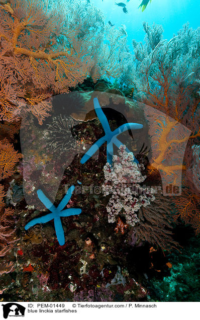 Blaue Seesterne / blue linckia starfishes / PEM-01449