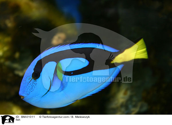 Blauer Doktorfisch / fish / BM-01011