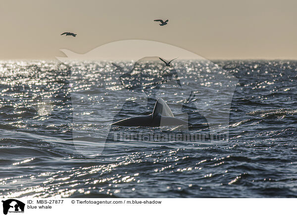 Blauwal / blue whale / MBS-27877