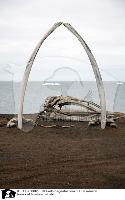 bones of bowhead whale / HB-01302