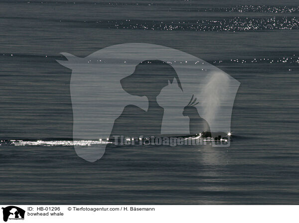 Grnlandwal / bowhead whale / HB-01296