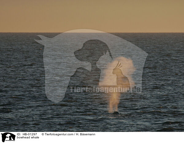 bowhead whale / HB-01297