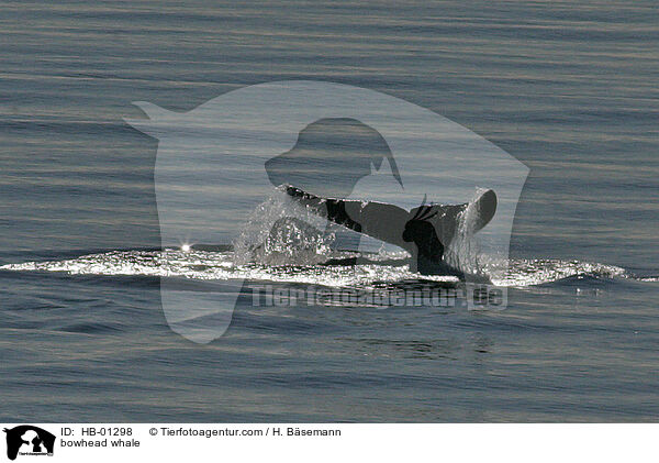 bowhead whale / HB-01298