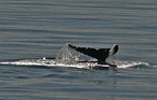 bowhead whale