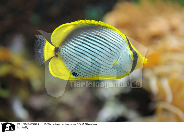 Falterfisch / butterfly / DMS-03627