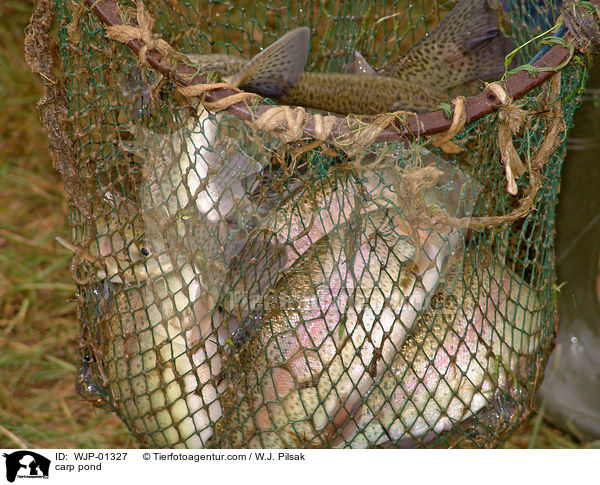 Karpfenteich abfischen / carp pond / WJP-01327