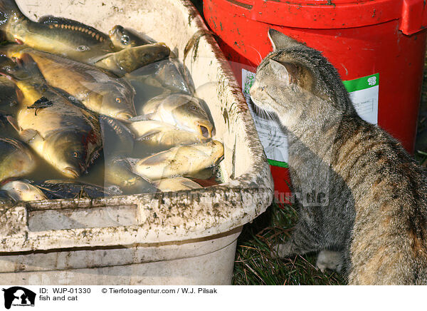 fish and cat / WJP-01330