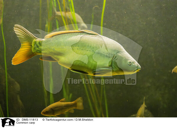 Karpfen / Common carp / DMS-11813