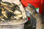 fish and cat