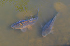 common carps