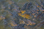 common carps