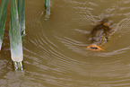 carp