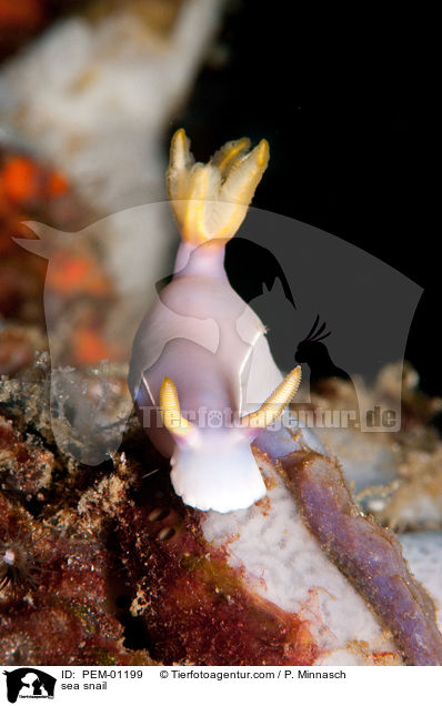 Prachtstern-Schnecke / sea snail / PEM-01199