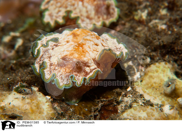 Prachtstern-Schnecke / nudibranch / PEM-01385