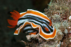 sea snail