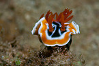 sea snail