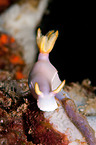 sea snail