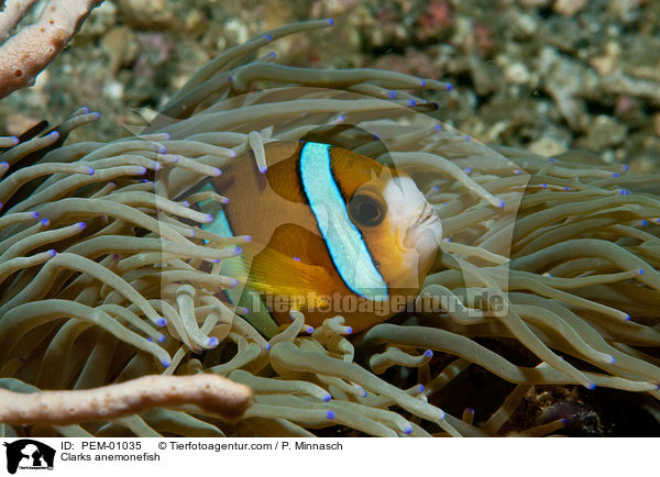 Clarks Anemonenfisch / Clarks anemonefish / PEM-01035