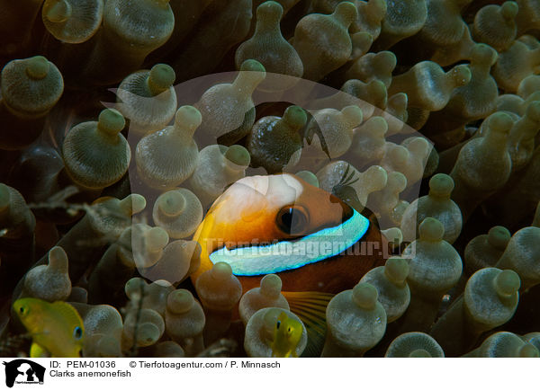 Clarks anemonefish / PEM-01036