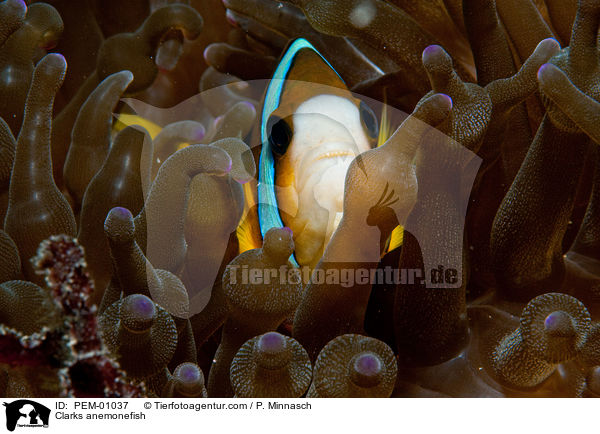 Clarks Anemonenfisch / Clarks anemonefish / PEM-01037