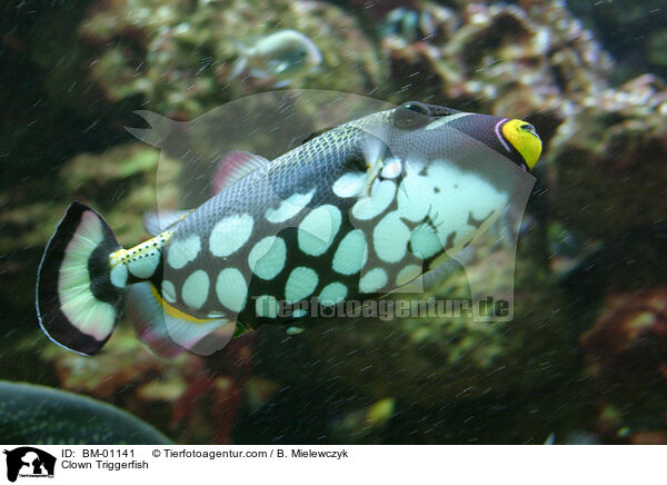 Clown Triggerfish / BM-01141