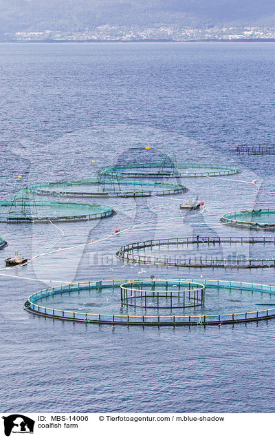 Seelachszucht / coalfish farm / MBS-14006