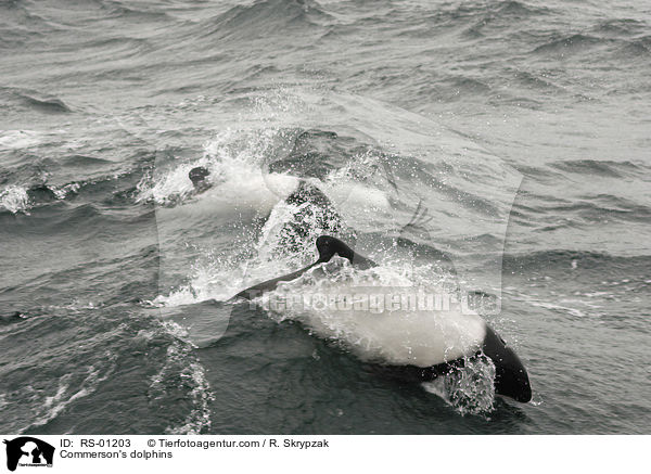 Commerson's dolphins / RS-01203