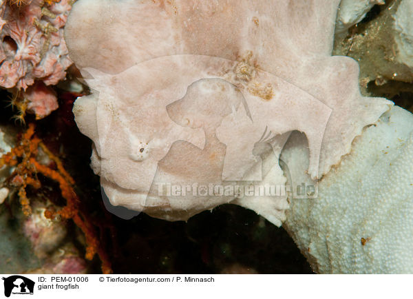 Commersons Anglerfisch / giant frogfish / PEM-01006