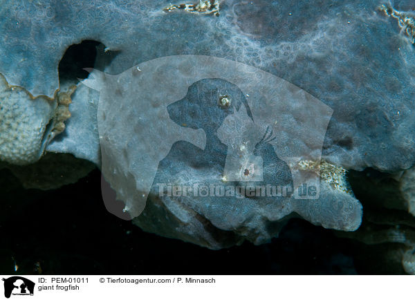 giant frogfish / PEM-01011