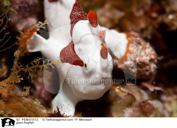 giant frogfish / PEM-01012