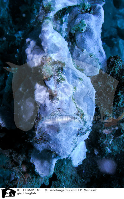 giant frogfish / PEM-01016