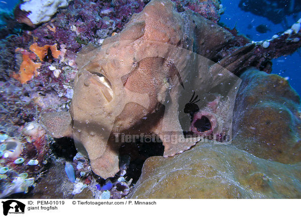 giant frogfish / PEM-01019