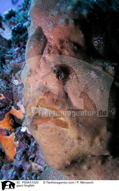 giant frogfish / PEM-01020