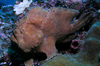 giant frogfish