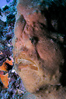 giant frogfish