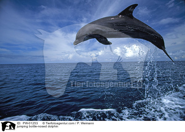 jumping bottle-nosed dolphin / PW-01253