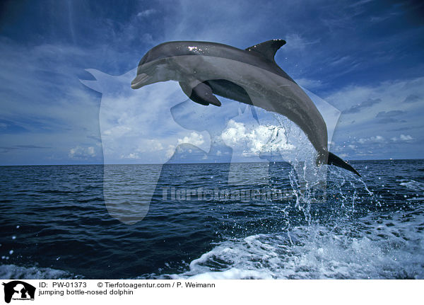 jumping bottle-nosed dolphin / PW-01373